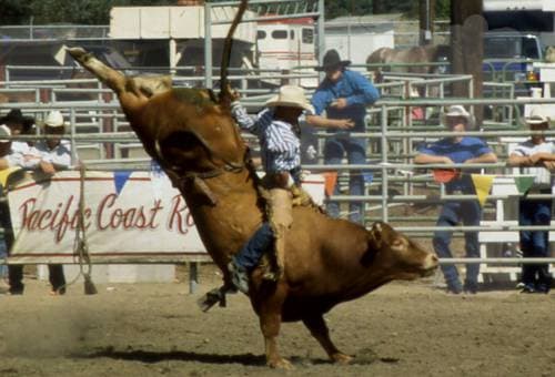 Rodeo